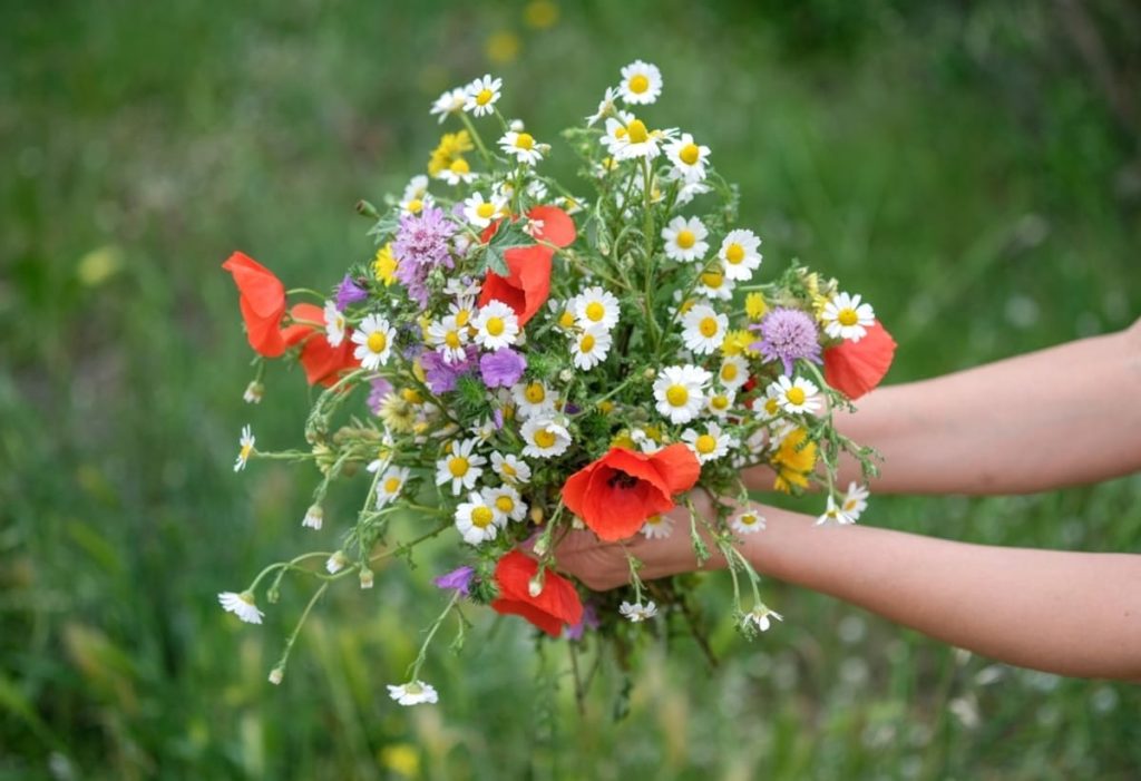 Mãos segurando flores diversas em um ambiente verde, semelhante a um jardim.