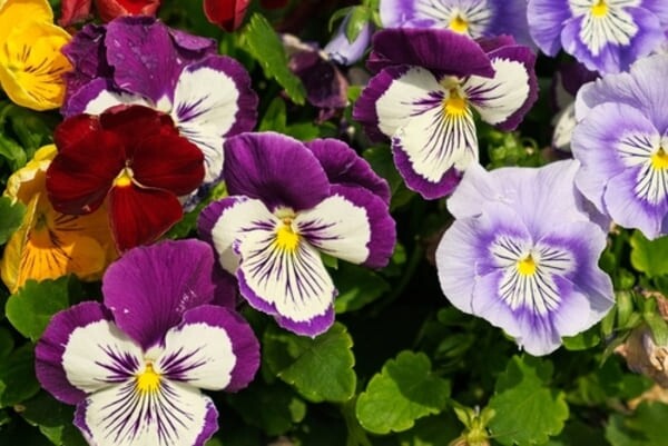 Flor silvestre de amor-perfeito (Viola tricolor), também conhecida como Johnny Jump Up, com pétalas roxas, amarelas e brancas em destaque sobre um fundo natural de gramado.