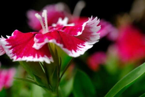 Close-up de uma pequena flor de cravina (Dianthus chinensis), com pétalas delicadas em tons de rosa e branco, destacando-se sobre um fundo desfocado de jardim.