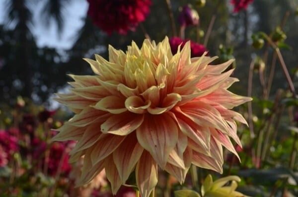 Close-up de uma flor de dália com pétalas em tons suaves de rosa e branco, exibindo detalhes delicados em um fundo desfocado de jardim.