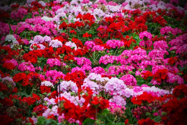 Flores de gerânio vibrantes em tons de rosa e vermelho, com folhas verdes ao fundo, capturadas em um ambiente natural iluminado.