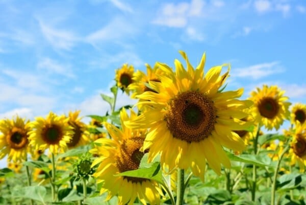 Campo de girassóis vibrantes em plena floração sob um céu azul brilhante, criando um cenário natural alegre e ensolarado.