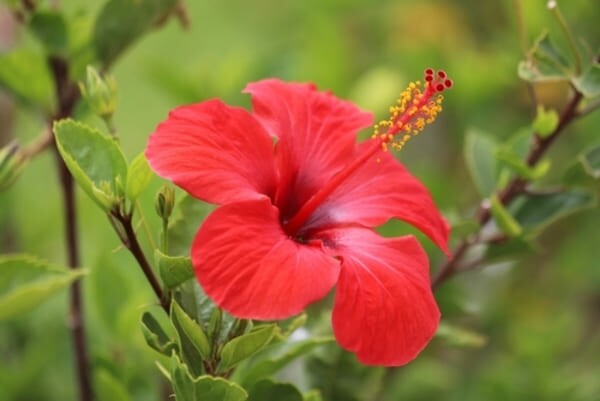 Flor única de hibisco rosa (Hibiscus rosa-sinensis) em destaque sobre um fundo verde de folhas, capturada em luz natural suave.