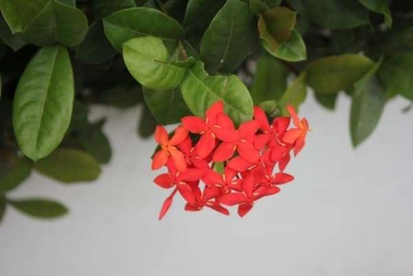 Flores vermelhas vibrantes de Ixora coccinea em plena floração, agrupadas em cachos densos sobre um fundo verde de folhas tropicais.
