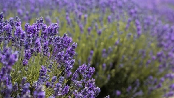 Campo de lavanda em flor, com flores roxas em destaque em primeiro plano e fileiras de lavandas se estendendo ao fundo em uma fazenda iluminada pelo sol.