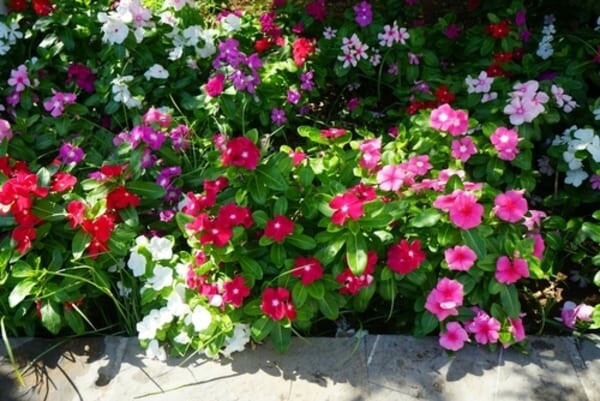 Flor de Catharanthus roseus, também conhecida como 'Maria-sem-vergonha', em plena floração no mês de agosto, com pétalas rosa-claro e centro vermelho, destacando-se sobre um fundo natural verde.