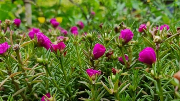 Flor de 'onze-horas' (Portulaca grandiflora) em destaque, com pétalas coloridas e fundo verde desfocado, típica de ambientes ensolarados.