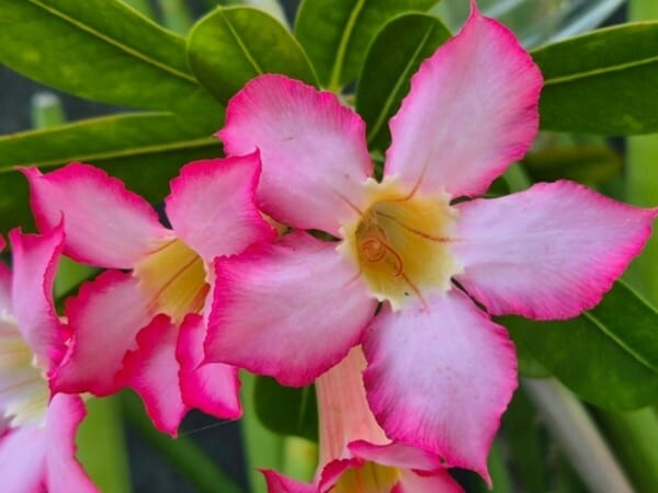 Flor de Adenium obesum, também conhecida como rosa-do-deserto ou frangipani japonês, com pétalas rosa vibrantes e centro branco, em destaque sobre um fundo verde natural.