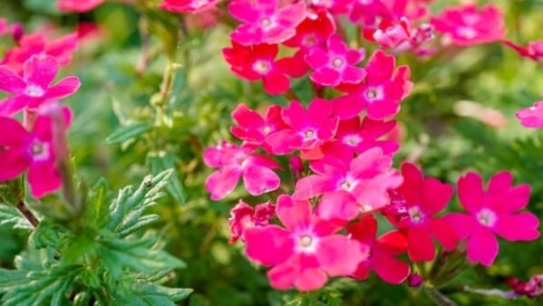 Flores de verbena em plena floração no verão, com pequenas pétalas roxas agrupadas em cachos sobre um fundo verde natural.