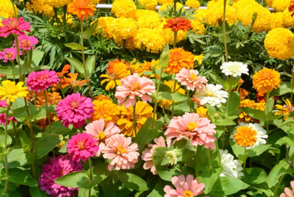 Flores de zínia em tons vibrantes com calêndulas ao fundo, formando um colorido cenário ao ar livre em meio à vegetação.