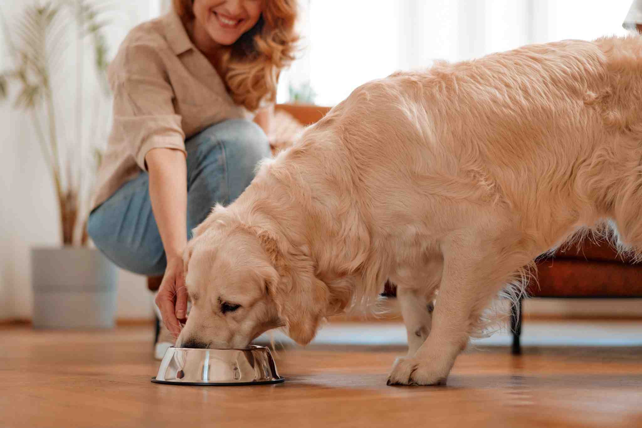 Encontre as melhores dicas de alimentação saudável para pets no Mart Minas, o maior atacarejo da região de Minas Gerais!