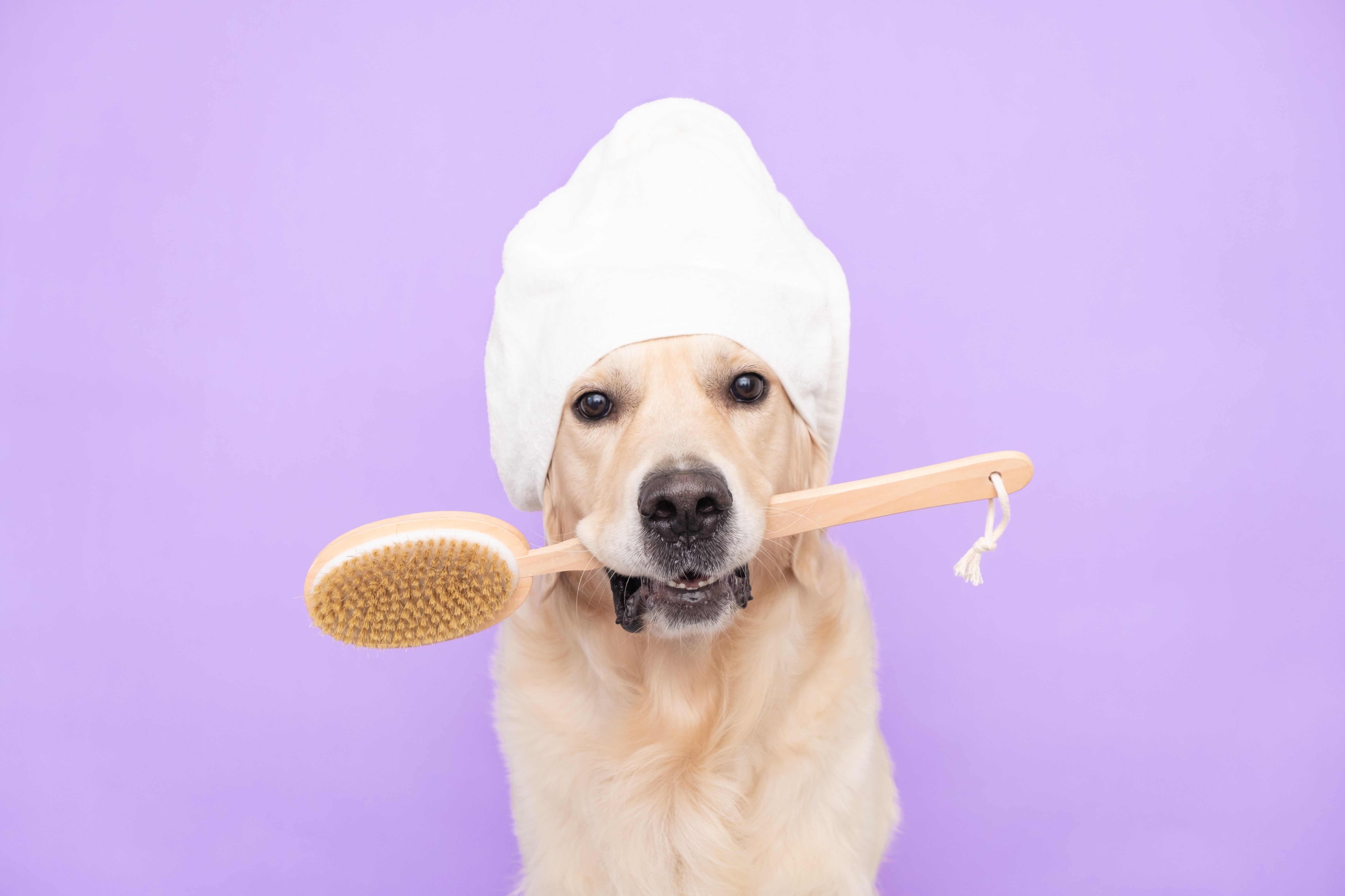 Descubra os principais cuidados com pets para garantir o bem-estar e a saúde do seu animal de estimação em todas as fases da vida.