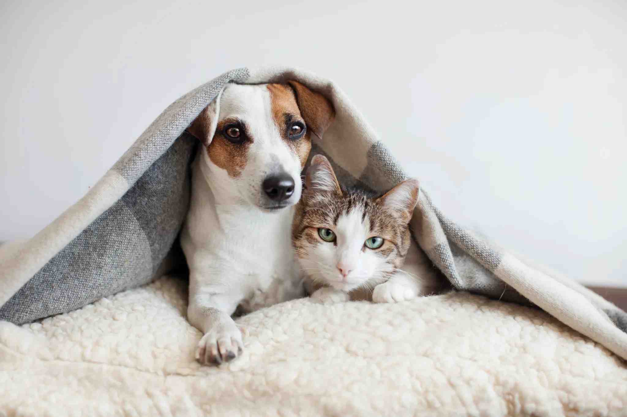 Confira aqui no blog do Mart Minas os cuidados com o pet que você precisa ter para ter um animal feliz e mais saudável!