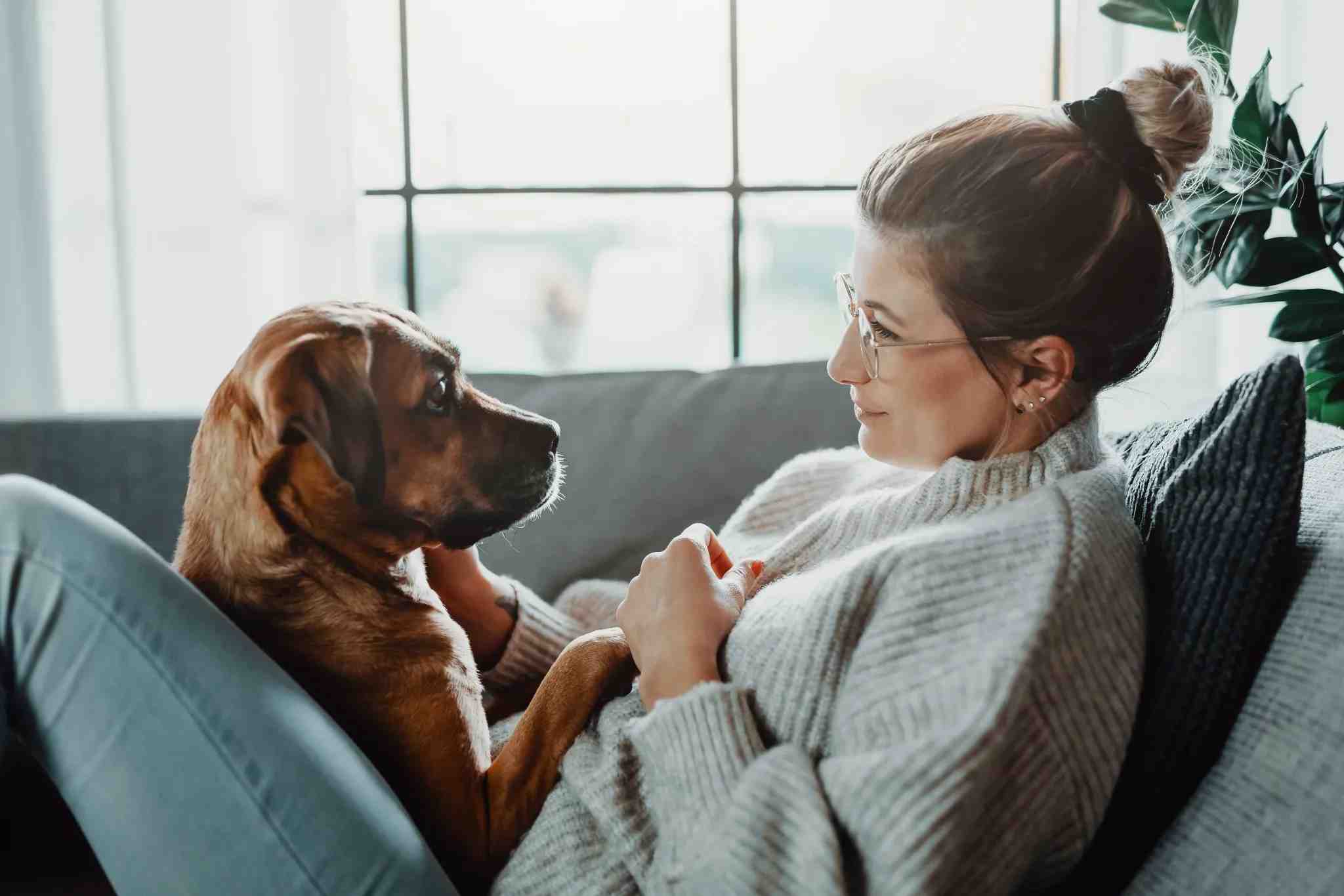 Confira 8 formas de como monitorar a saúde do seu animal de estimação, cuide dos seus pets com carinho e qualidade no Mart Minas.
