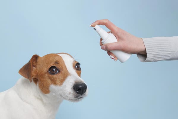 Tutor aplicando spray antiparasitário nas costas de um cachorro branco, representando cuidados com a saúde e prevenção de pulgas e carrapatos. 