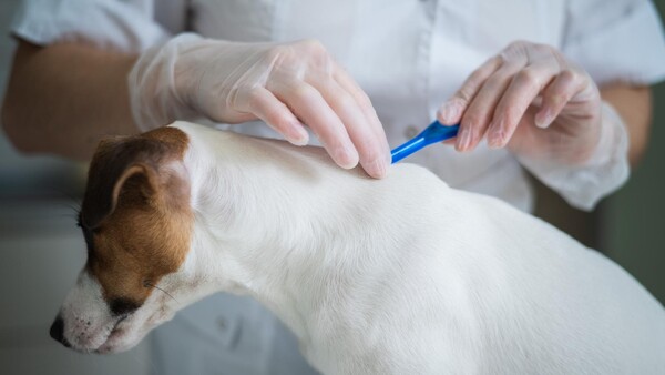 Veterinário aplicando antiparasitário com pipeta na pele de um cachorro representando cuidados preventivos contra pulgas e carrapatos. 
