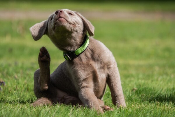 Cachorro vira-lata sentado ao ar livre, coçando a lateral do corpo com a pata traseira, em um ambiente natural com grama, representando comportamento comum de animais de estimação.