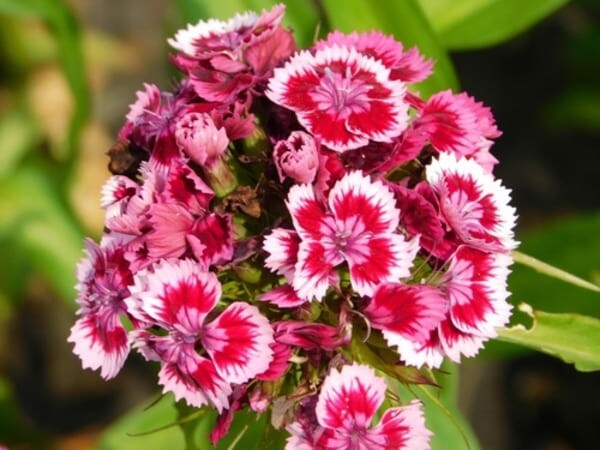 Flores de cravo em plena floração, com pétalas multicoloridas em tons vibrantes, capturadas em close-up sobre um fundo desfocado.