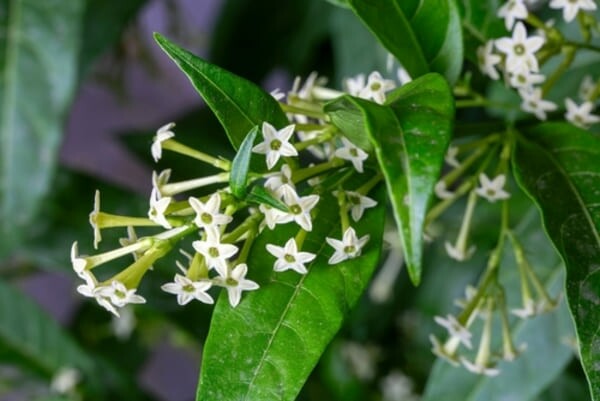 Close-up da planta dama-da-noite (Cestrum nocturnum) com flores brancas tubulares em plena floração noturna, destacando-se contra um fundo escuro e folhagem verde.