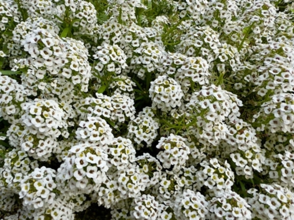 Vista aproximada de flores brancas de flor-de-mel, pequenas e agrupadas, com fundo natural desfocado.