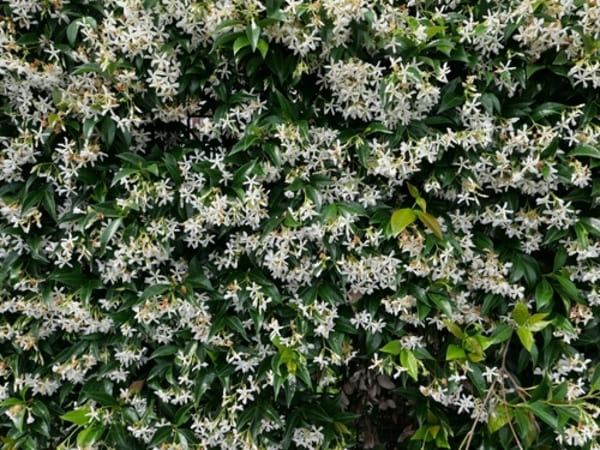 Ramos floridos de jasmim-dos-poetas (Jasminum officinale), com delicadas flores brancas em meio à folhagem verde, capturados em close-up.