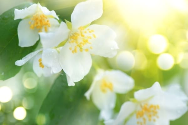 Close-up de flores de jasmim branco em plena floração, com pétalas delicadas e fundo desfocado verde.
