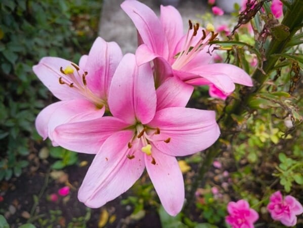 Lírio rosa em plena floração, com pétalas delicadas e curvas capturadas em close-up contra um fundo suave e desfocado.