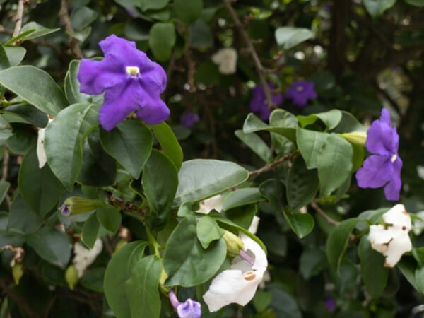 Flor roxa e branca de manacá-de-cheiro em destaque, com fundo desfocado de folhas verdes.