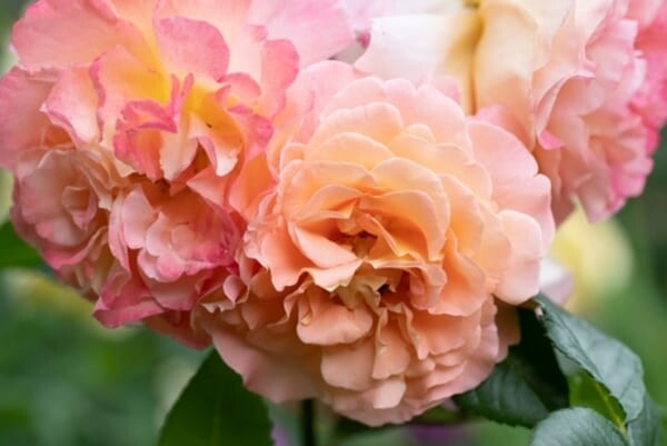 Grande flor real de rosa com pétalas duplas em tons de rosa e amarelo, em destaque contra um fundo desfocado.