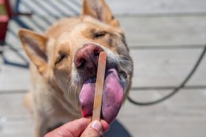 Cão lambendo um bastão em um calçadão, em close-up.